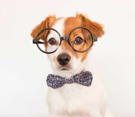 Puppy With Glasses Small